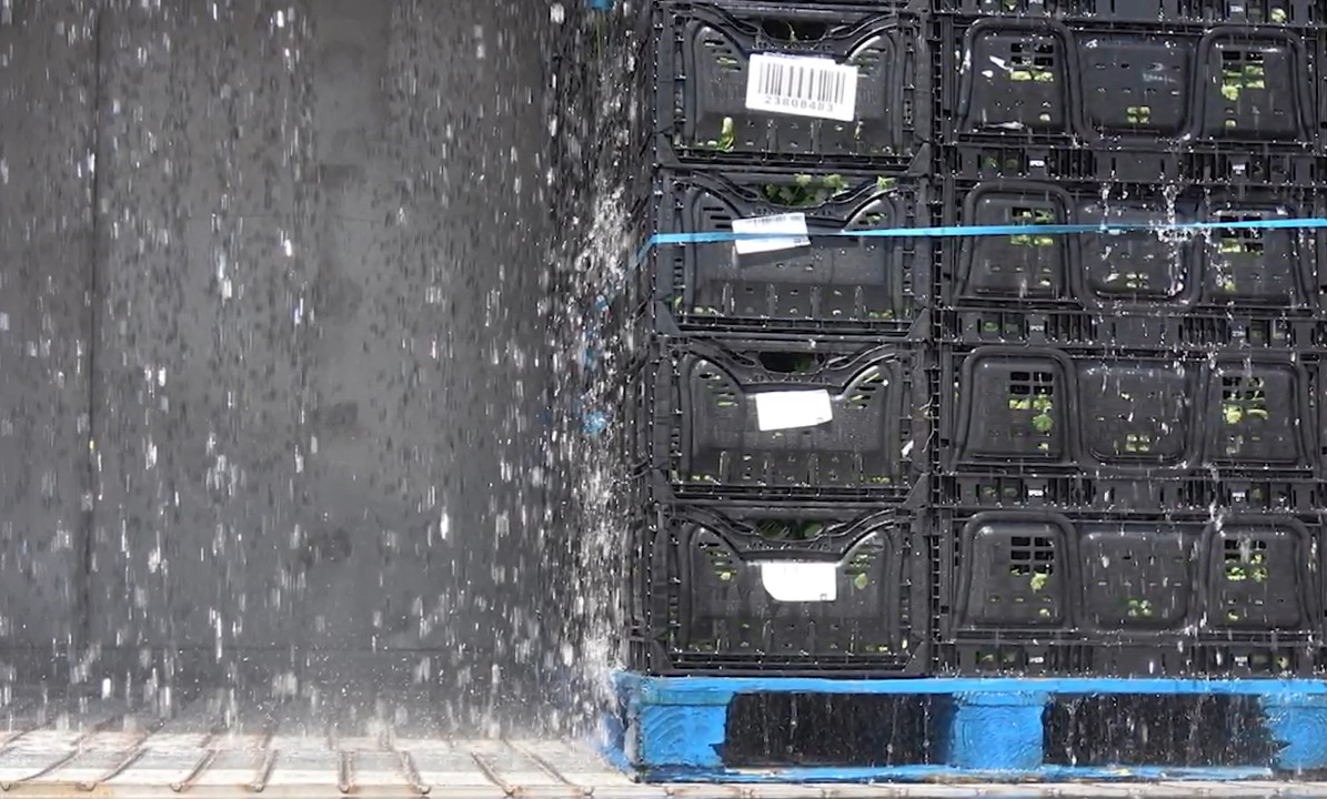 Water cooling vegetables after harvest.