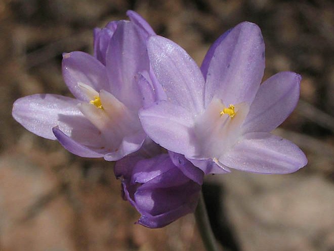 CLose-up of lavender, six-petaled flowers with yellow stamens