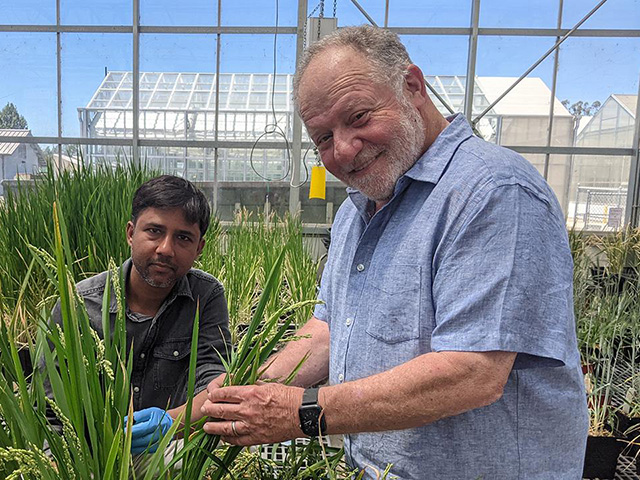 Two men in a greenhouse with slender green rice plants