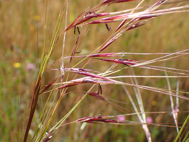 Close-up of wild grass with purple-tinged seed heads in a sunlit golden meadow. UC Davis Department of Plant Sciences