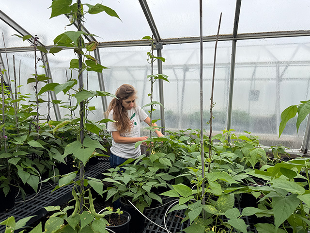 Young woman in greenhouse inspecting tall, potted, viney plants. UC Davis Department of Plant Sciences