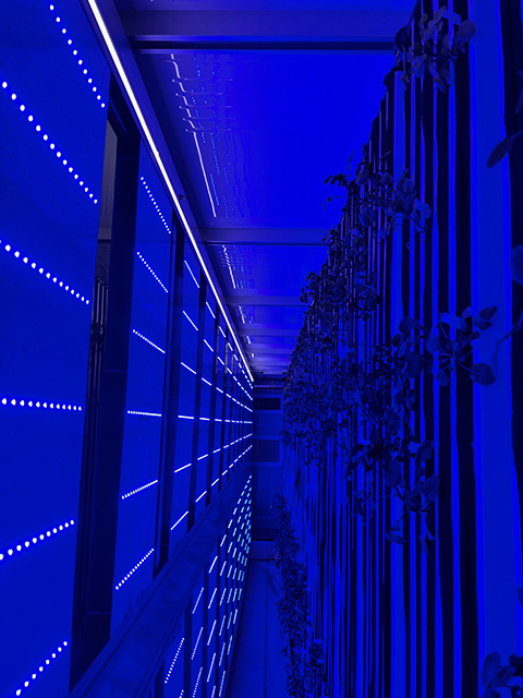 Blue-lit narrow server rack corridor with bundled cables, photograph