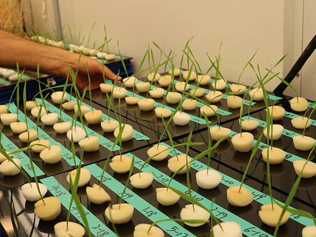 Hydroponic green seedlings in foam plugs on labeled tray, arm reaching in. UC Davis Department of Plant Sciences