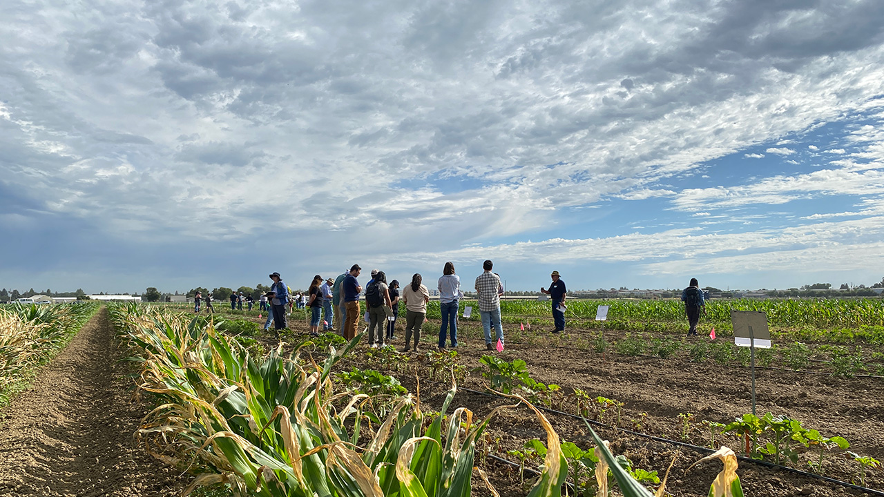 Short corn plants, The edges of their leaves look brown and dry. People in background listening to a man talk. Dramatic clouds above.