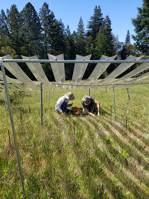 Two people kneeling in a grassy area beneath several striped shade structures, surrounded by trees. UC Davis Department of Plant Sciences