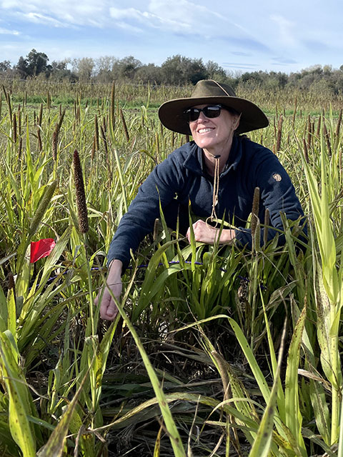 Smiling woman in sunhat and sunglasses kneels among tall, slender-leafed plants under blue sky. UC Davis Department of Plant Sciences