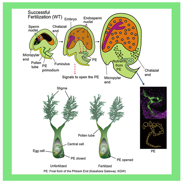 illustration showing three early stages of the development of a seed after it is fertilized.