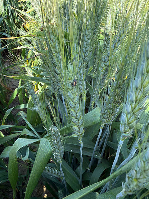 Green wheat stalks with long awns and broad leaves in a field. A little curved, bumpy thing with touched of red sits on a leaf.