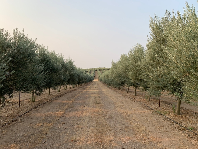 We look between two rows of trees with greyish-green leaves. The rows slope upward toward a hill nearby.