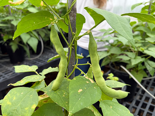 Cluster of green bean pods on a leafy vine in a nursery setting. UC Davis Department of Plant Sciences