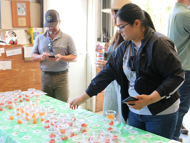 Little plastic cups of chopped red and yellow chunks on a table. A woman reaches for a cup, while a man types on his cell phone.