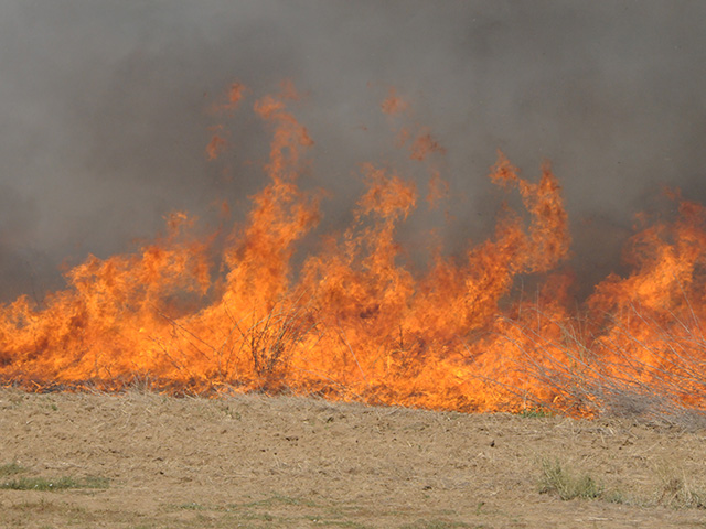 Close-up of orange flames rising from dry grass