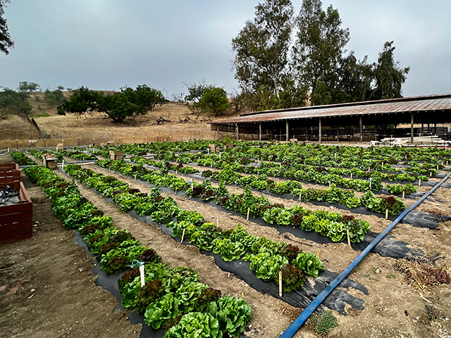 A field with rows of low, green, bushy plants, coming down at an angle from left to right. Trees at the horizon, cloudy-blue sky above
