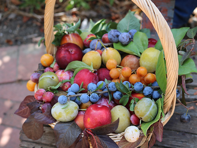 A basket of small, round, colorful fruits of different colors and sizes: red, dark blue, purple, pale green.