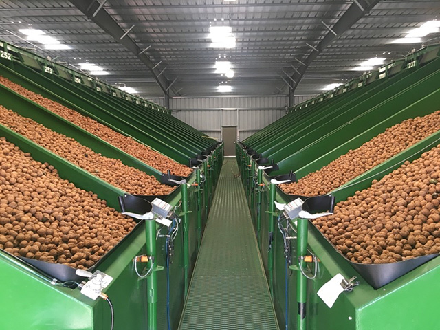 Huge, green-metal bins holding walnuts in their light-brown shells