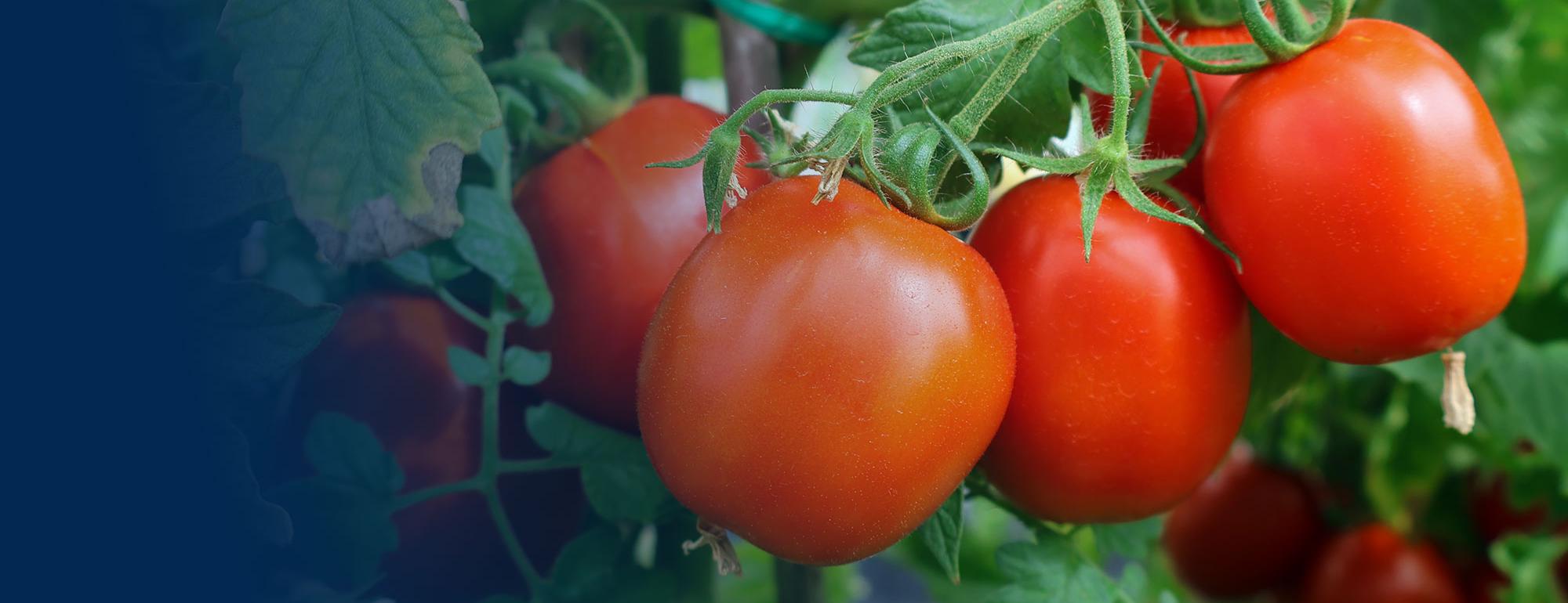 UC Davis, Department of Plant Sciences tomato crops grown in the greenhouses