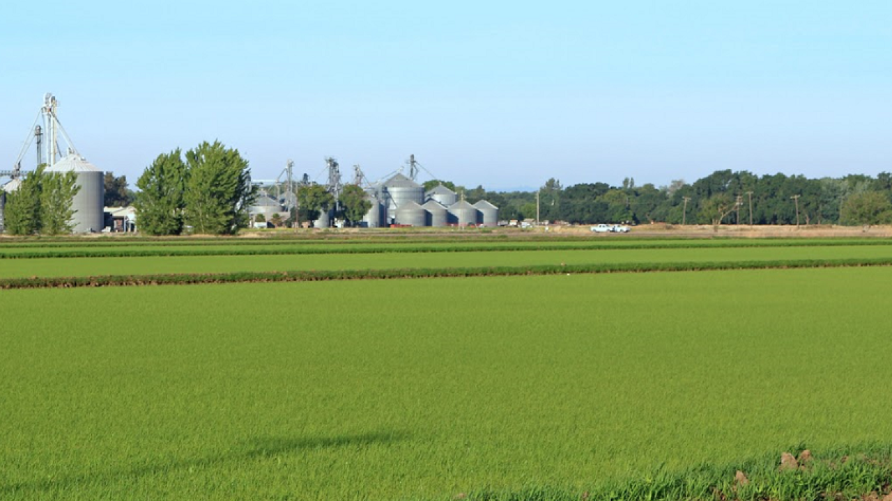 Rice field