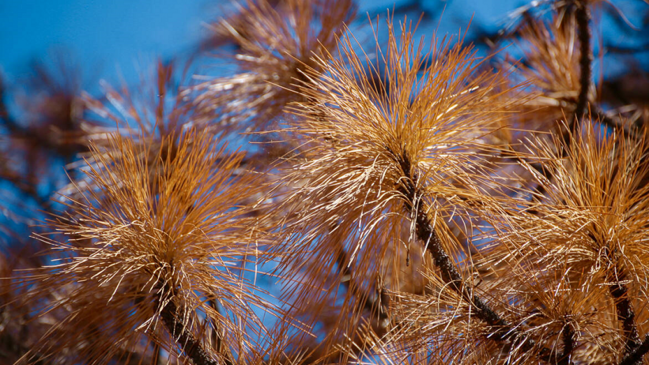 Dead needles on tree in the Sierra National Forest (photo US Forest Service, Pacific Southwest Region 5) Dead needles on tree in the Sierra National Forest (photo US Forest Service, Pacific Southwest Region 5)
