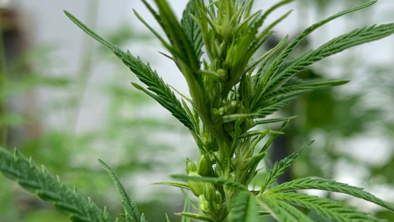 Industrial hemp. UC Davis plans to launch a Cannabis and Hemp Research Center this year. (photo Charles Brummer/UC Davis) Industrial hemp. UC Davis plans to launch a Cannabis and Hemp Research Center this year. (photo Charles Brummer/UC Davis)