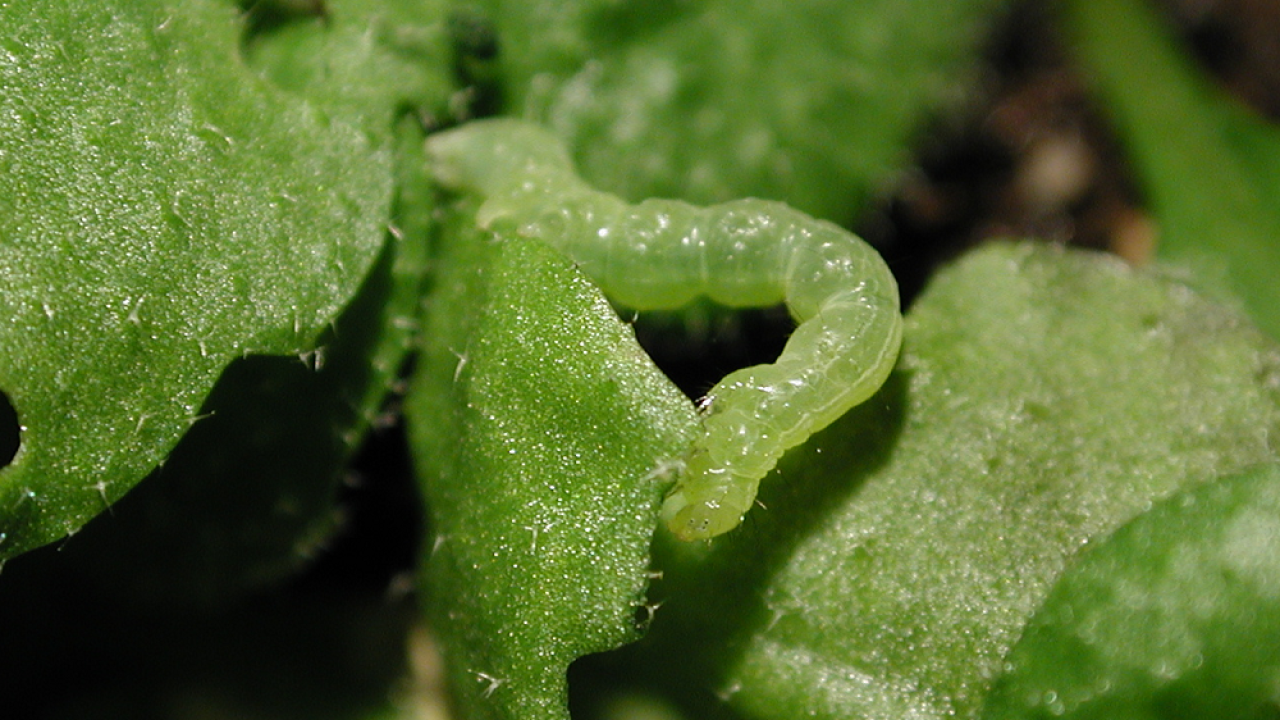 Cabbage looper consuming an Arabidopsis plant. Cabbage looper consuming an Arabidopsis plant.