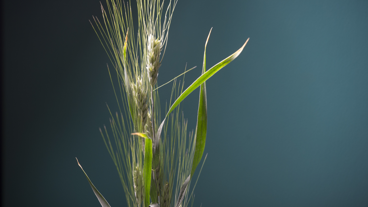 Wheat plants photographed in Robbins Hall at UC Davis. UC Davis Professor Jorge Dubcovsky and Postdoctoral Researcher Josh Hegarty are collaborating with flour mills and artisan bakers to test and select a variety of Triticale, a hybrid that combines wheat and rye. (photo Karin Higgins/UC Davis) Wheat plants photographed in Robbins Hall at UC Davis. UC Davis Professor Jorge Dubcovsky and Postdoctoral Researcher Josh Hegarty are collaborating with flour mills and artisan bakers to test and select a variety of Triticale, a hybrid that combines wheat and rye. (photo Karin Higgins/UC Davis)