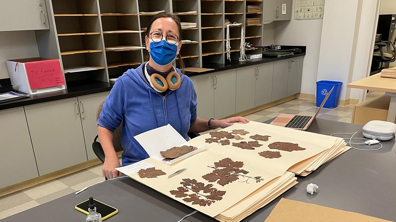 A woman in a room, wearing a blue face mask. She sits at a table. In front of her is a very large book with brownish leaves on the pages.