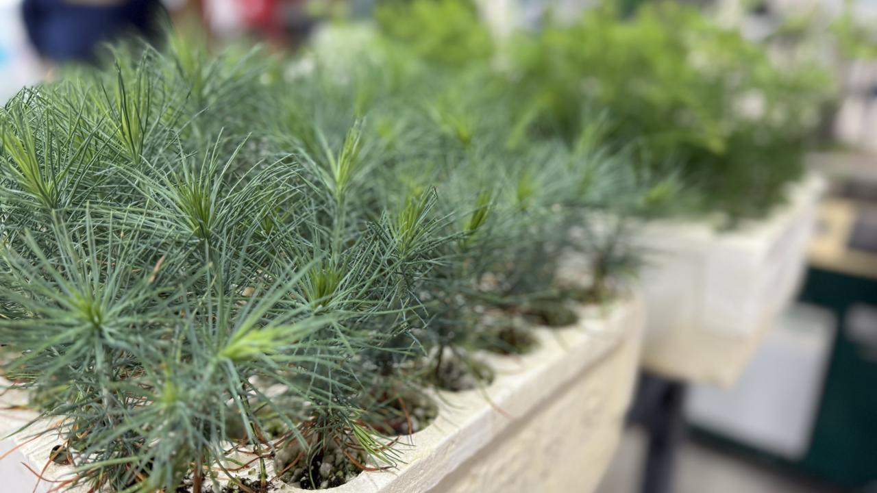 Small green plants with short, thin, pointy needles in white trays.