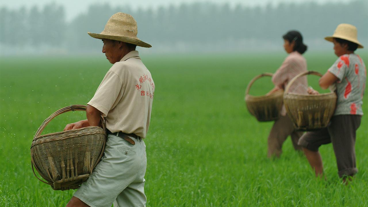 Three people walk in a field of green rice, holding baskets.