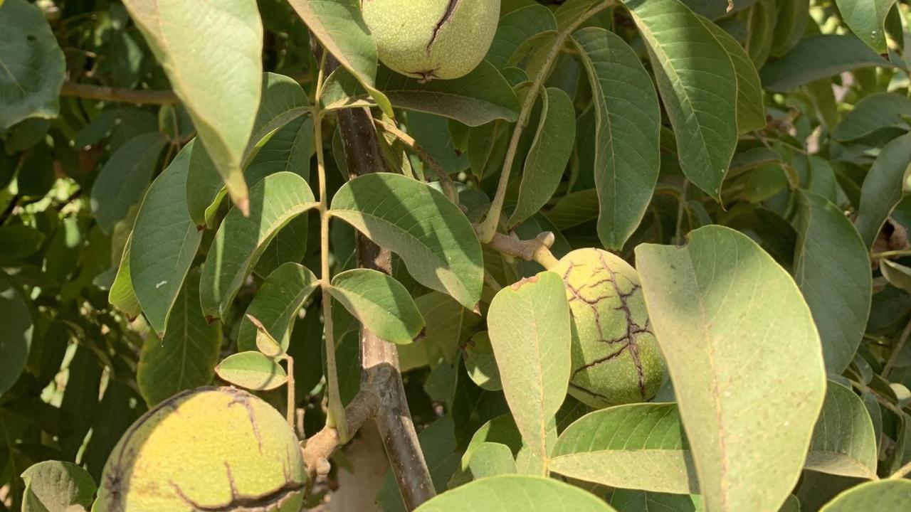 'UC Wolfskill' walnut tree with fruit