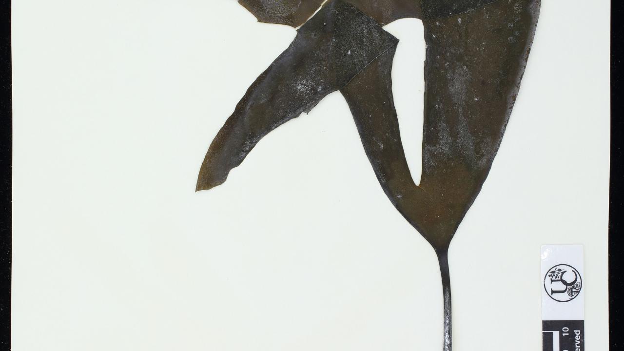 A pressed  Laminaria setchellii specimen. 