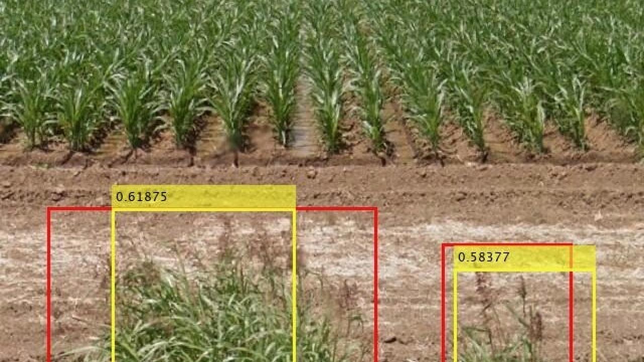 Rows of corn in the bacground. In front, weeds near a dirt road, with yellow and red squared drawn around them.