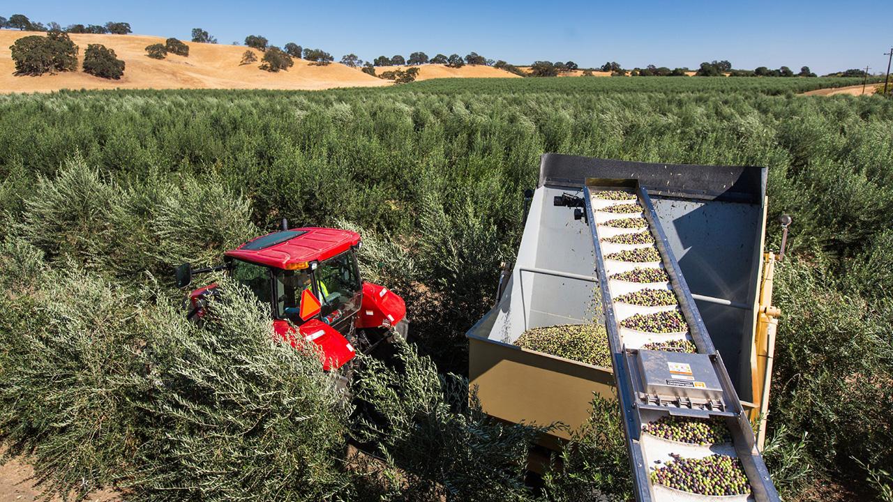 From up above, we see a thick orchard of trees with greyish-green leaves. A red machine is in the middle, and nearby a conveyor belt with small green fruits. At the horizon, low, brown, tree-studded hills beneath a clear blue sky.