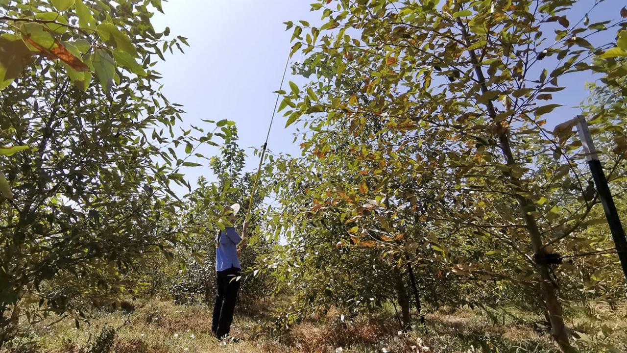 woman in a blue shirt stands betwee rows of tall bushy trees and holds up a long pole into one of them.
