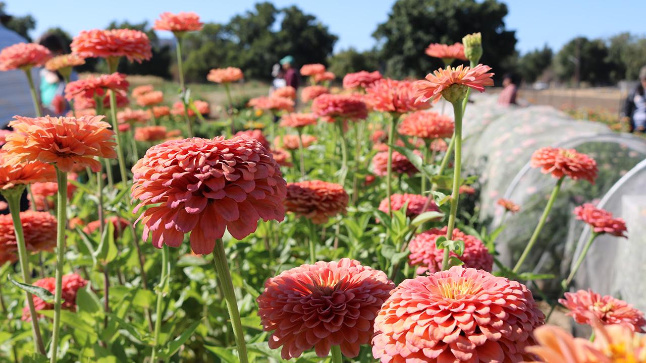 Close-up of flowers with rounded structure, closely packed petals and color is an unusual hue of coral- orange, somewhat pastel.