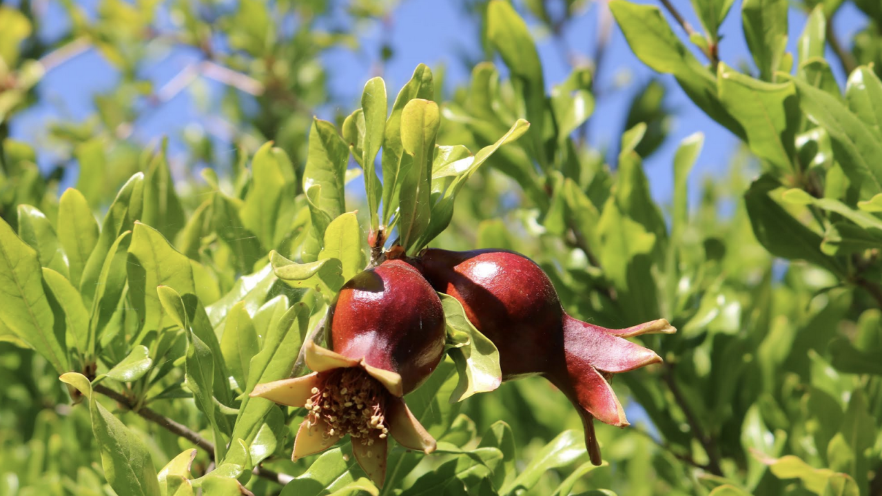 pomegranates