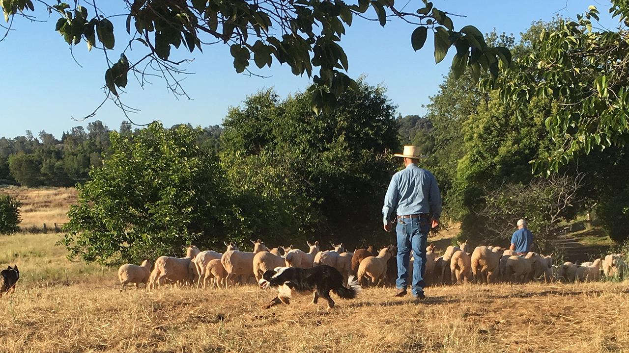A cattle dog scurries around sheep grazing near trees, while a man wearing jeans and a cowboy hat walks toward the sheep.