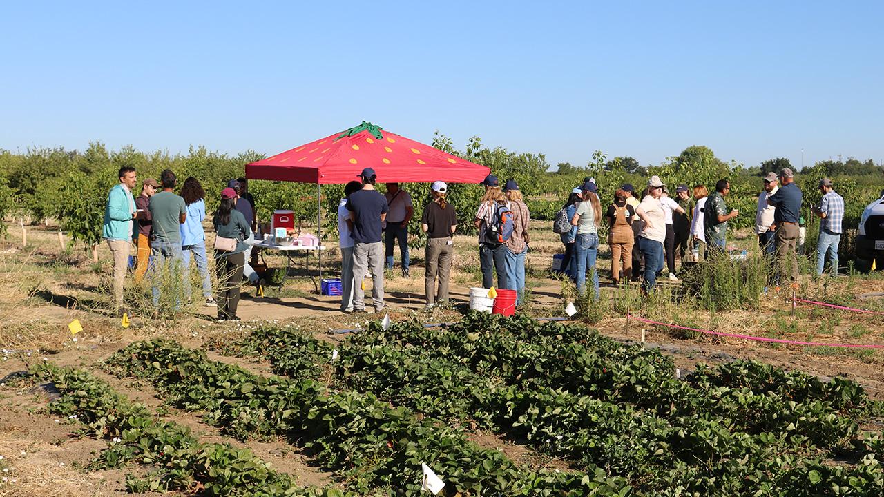 Outdoors. People chatting with each other in the background. Low green plants in rows in the foreground. Bright sunny day.