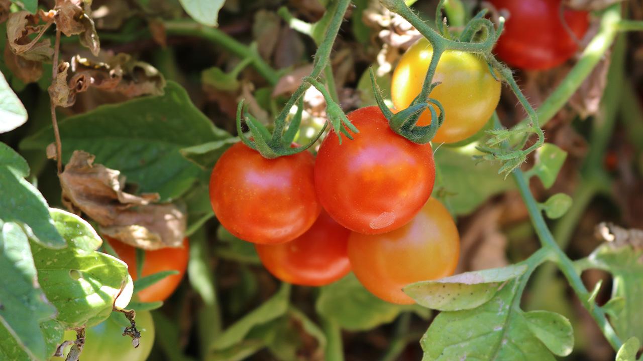 Close-up of cluster of red tomatoes on a bush