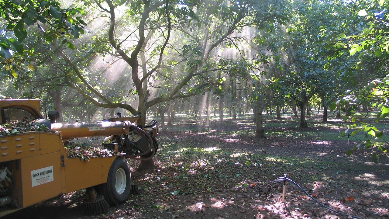 Sunlight filters through trees. Round green objects on the ground. To the left, a tractor-like machine.