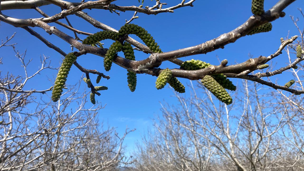 Close-up of bud-like structures on a tree branch, against a background of trees with yellow-green leaves just starting to come out.