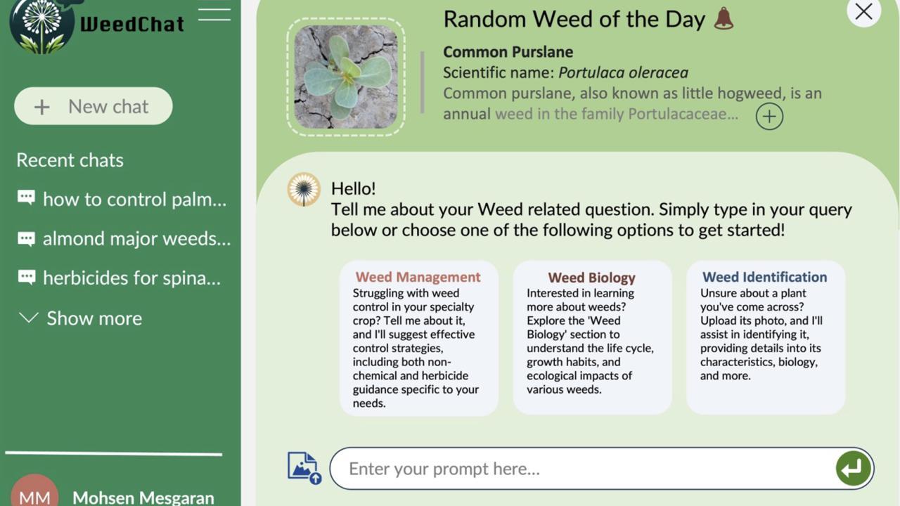 Image of a computer screen. Green background and a small image of a small leafy green plant on the ground. Title says, "Randon weed of the day." There is line where the bot writes, "Hello! Tell me about your weed-related question."