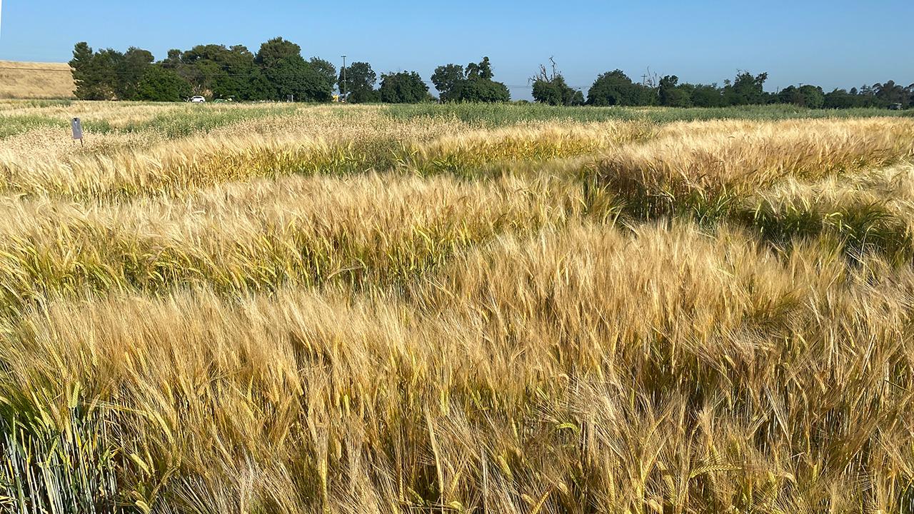 Golden wheat fields under a clear blue sky, with green trees in the background.