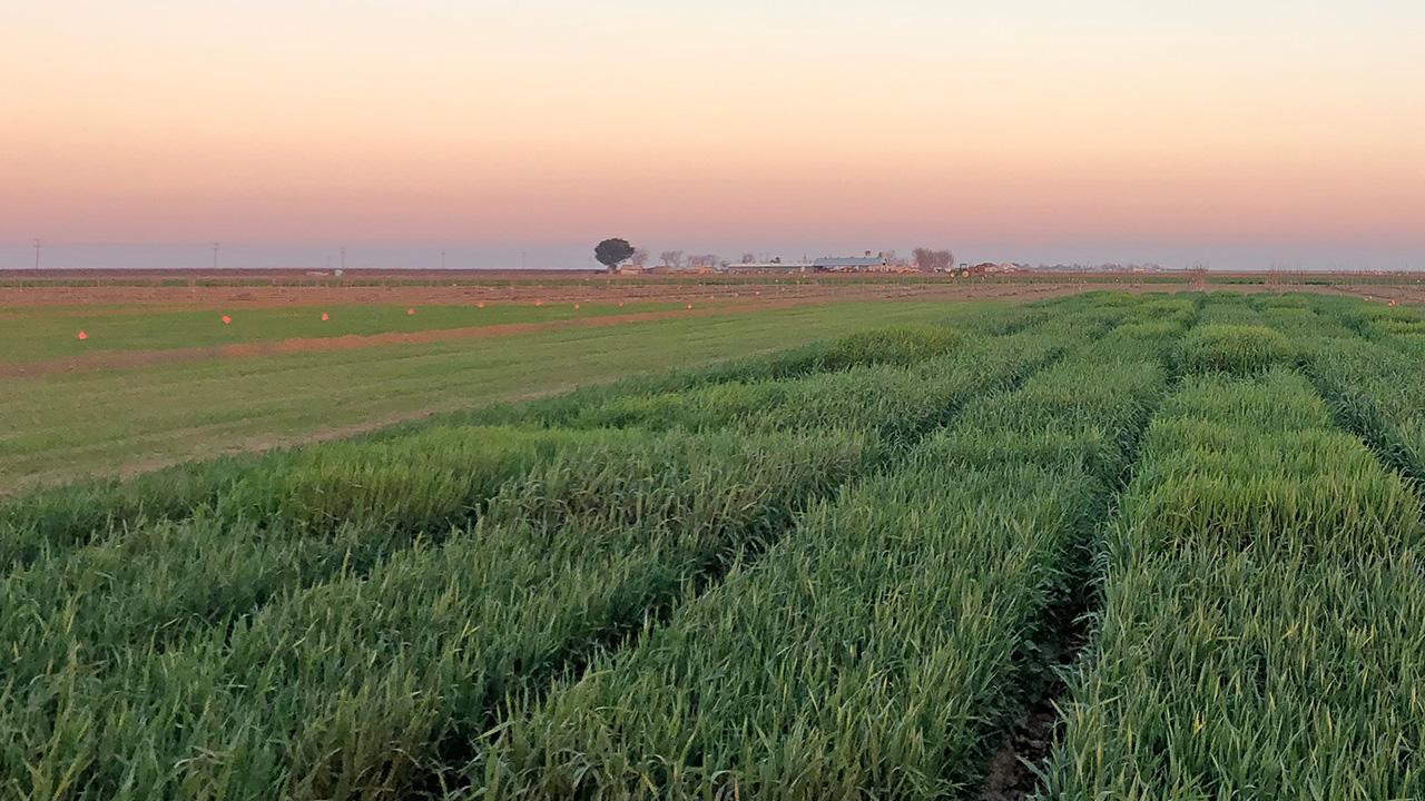 Green crop rows and hay bales across a flat field at a hazy, purple-and-orange sunrise with a lone distant tree on the horizon. UC Davis Department of Plant Sciences