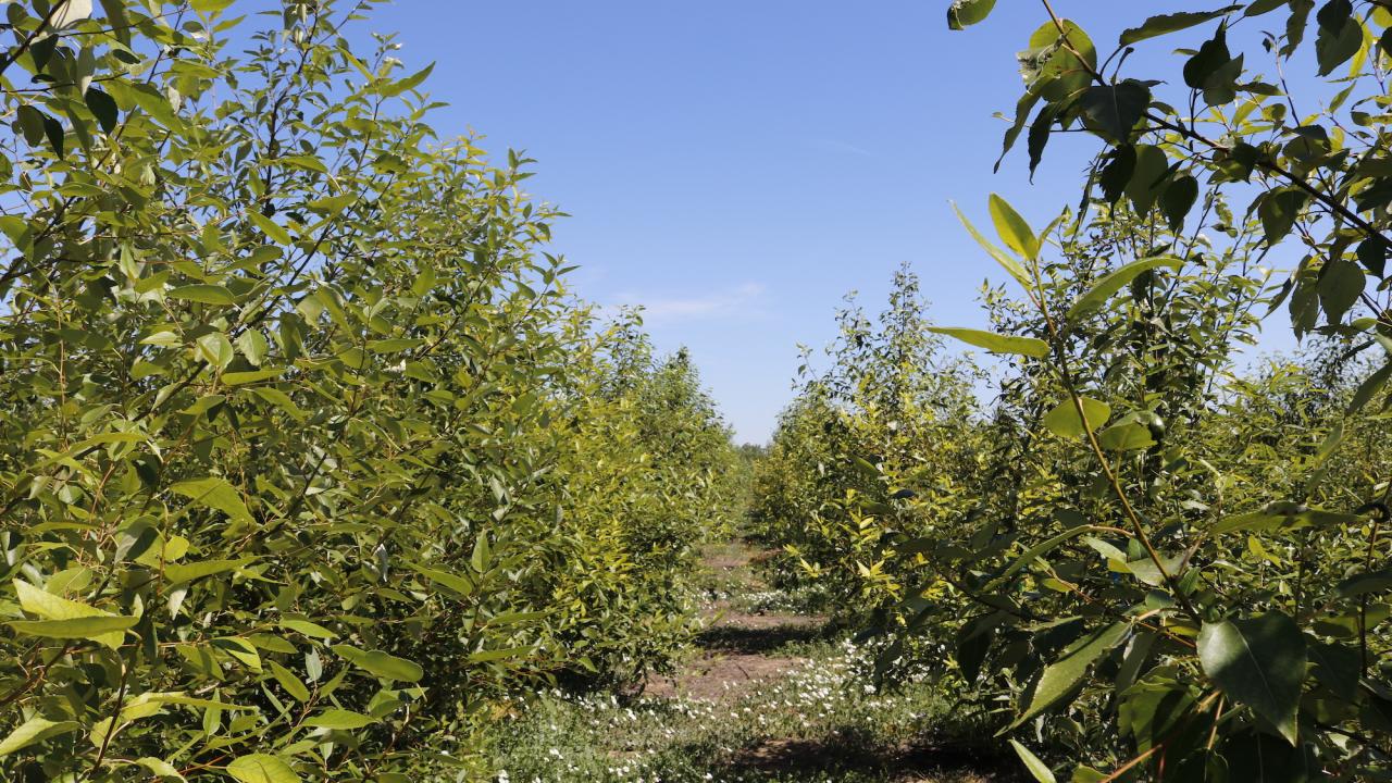 A walkable row between poplars, with cover crops visible near the ground.