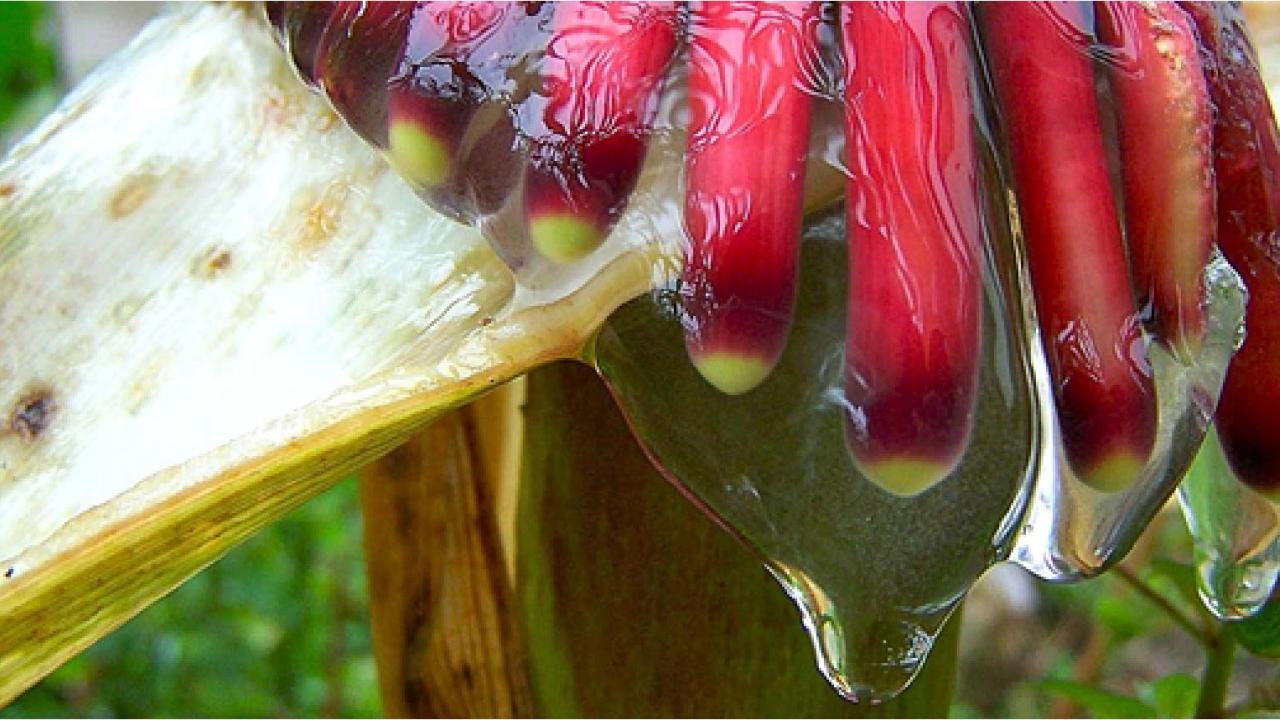 Sierra mix corn