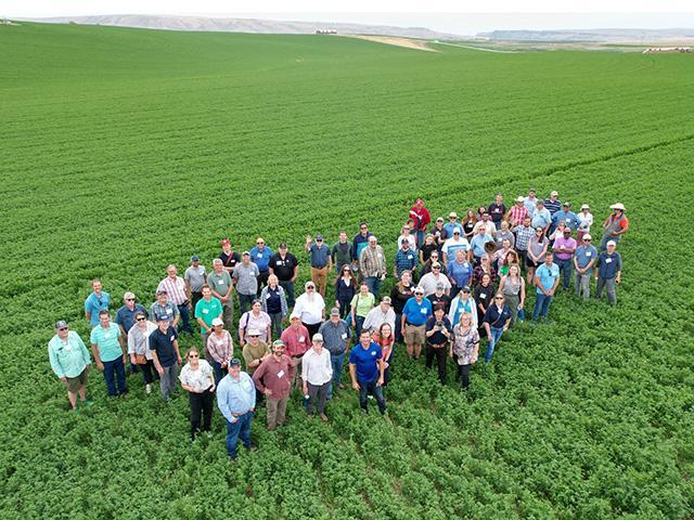Aerial view of about 50 people in a field of low green bushy plants. Low mountains in the distance.