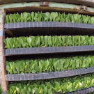 Trays of vegetable transplants ready for the field.