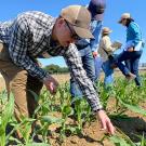 Out in a field under a blue sky, a man bends down and touches the leaves of a young corn plant