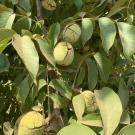 'UC Wolfskill' walnut tree with fruit