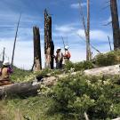 Charred tree trunks, with no branches, rise up from hilly terrain that has lots of low, green bushy plants. Clouds in a hazy blue sky.